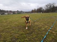 Lion beim R&uuml;ckruftraining